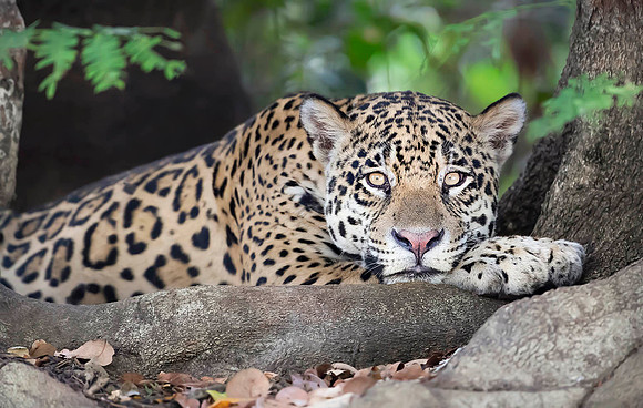 Portrait of a Jaguar, Pantanal