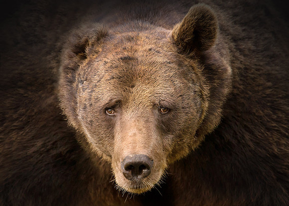 Brown Bear