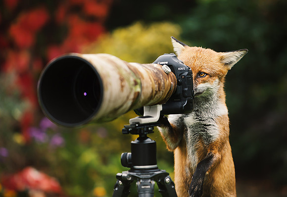 Fox Looking through the Lens. Published in various newspapers/magazines