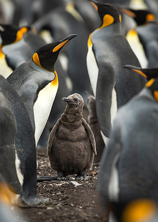 King Penguin Chick