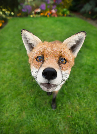 Portrait of Red Fox