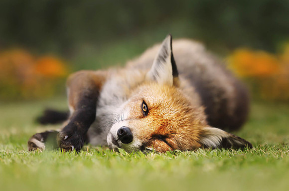 Sleepy Fox