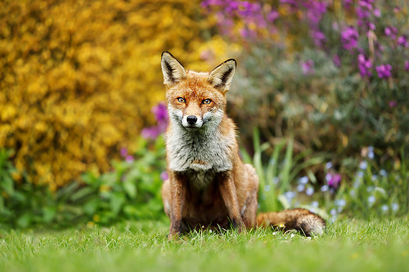 Fox with Flowers