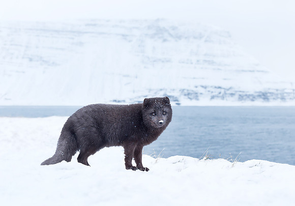 Arctic Fox, Iceland