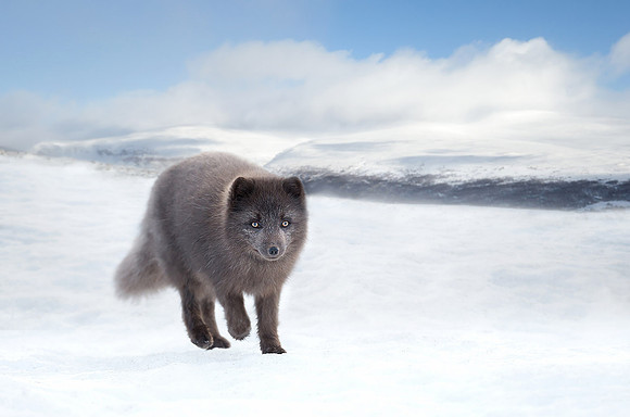 Arctic Fox