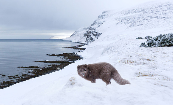Arctic fox standing in the snow