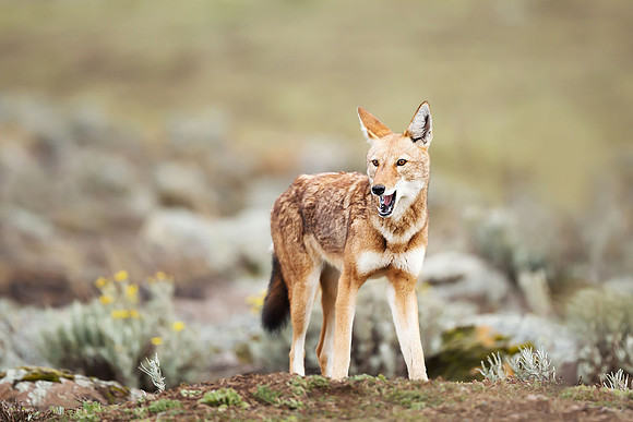 Portrait of Ethiopian Wolf