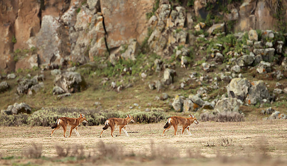 Group of Ethiopian Wolves