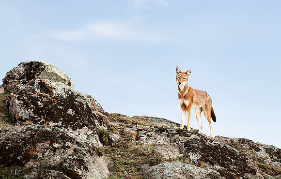 Ethiopian Wolf, Ethiopia