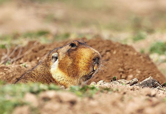 Big-headed African Mole-rat