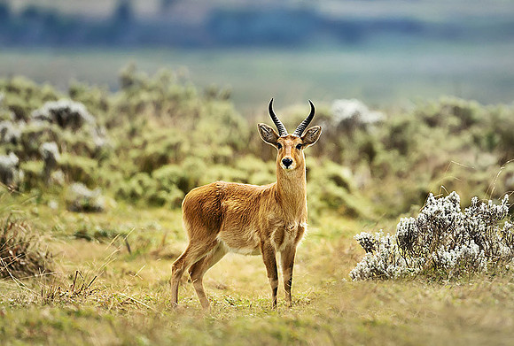 Bohor Reedbuck, Gaysay Grasslands