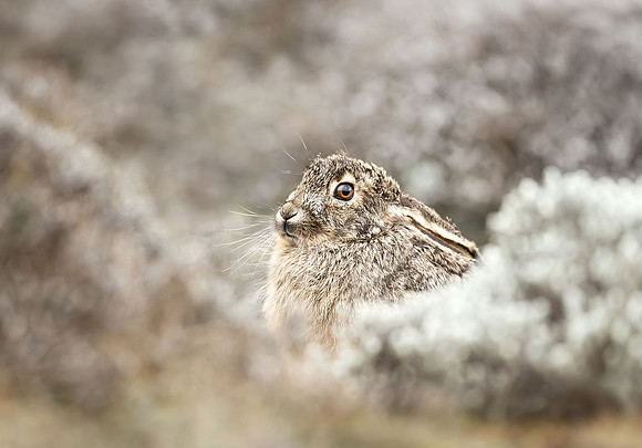 Ethiopian Highland Hare