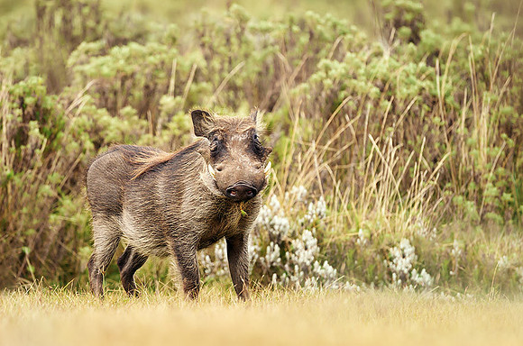 Warthog