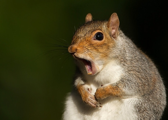 Grey Squirrel Yawning.  Showed on TV. Published in various newspapers/magazines