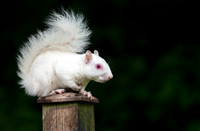 Albino Squirrel on a Post