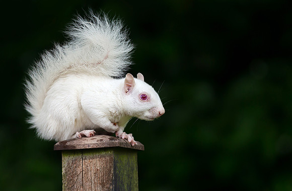 Albino Squirrel on a Post