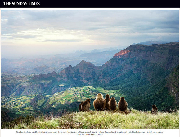 Gelada monkeys watching as the sun sets over the mountains published in 'The Sunday Times'