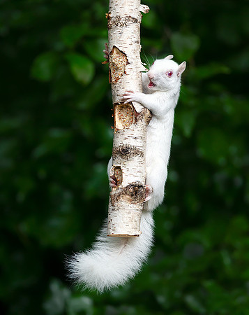 Albino Squirrel on a Bird Feeder
