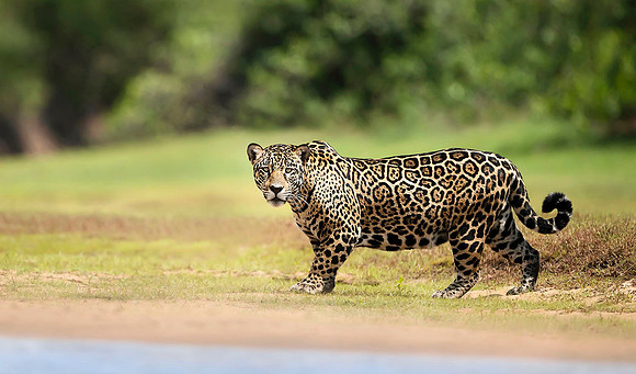 Jaguar in Pantanal, Brazil