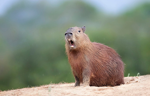 Surprised Capibara, Brazil