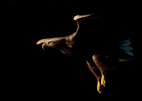 Silhouette of White-tailed Eagle