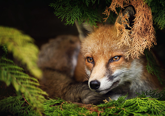 Portrait of a Red Fox