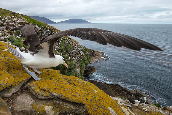 Black- Browed Albatross, Falkland Islands