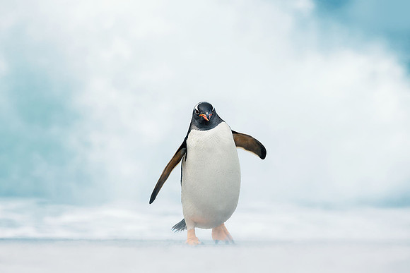 Gentoo Penguin in Storm, Falkland Islands