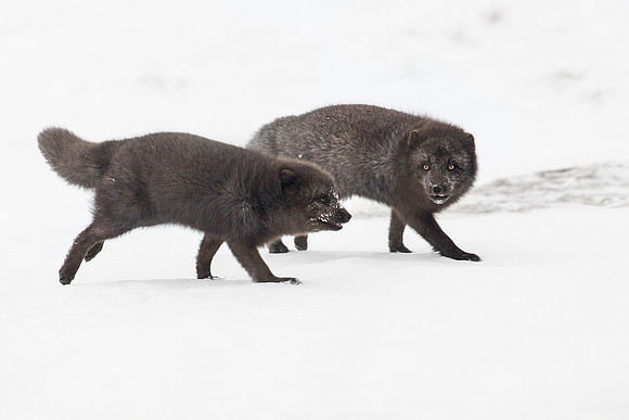Arctic Foxes