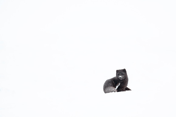 Arctic Fox in Snow, Iceland