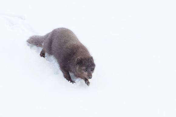 Arctic Fox Sliding from a Hill