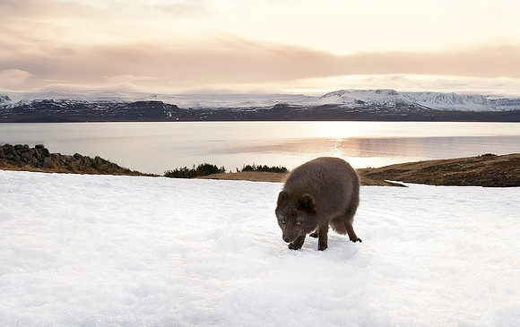 Arctic Fox at Sunset