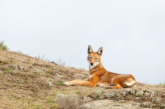 Ethiopian Wolf in highlands of Bale Mountains