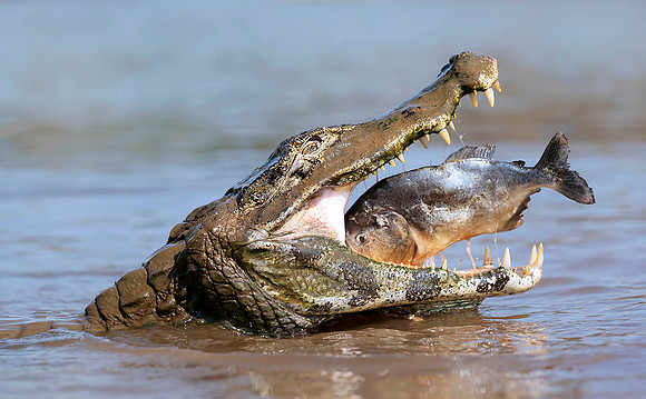 Yacare Caiman with Piranha
