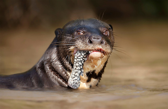 Close up of a Giant Otter, Brazil