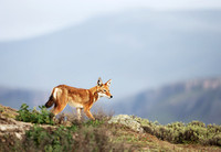 Ethiopian Wolf, Bale Mountains