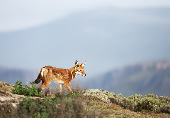 Ethiopian Wolf, Bale Mountains