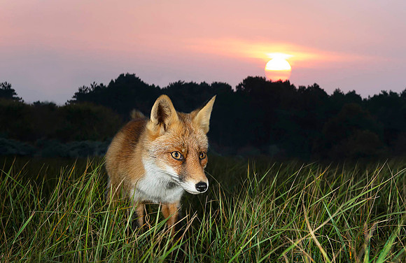 Red Fox at Sunset