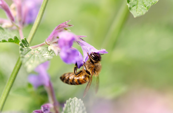 Close-up of a honey bee on lavender flower collecting nectar
