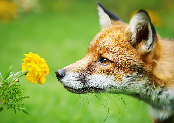 Close up of a Red fox smelling marigold flower