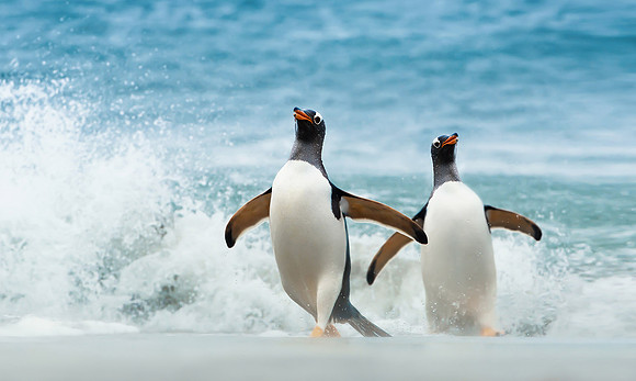 Two Gentoo penguins coming ashore from Atlantic ocean