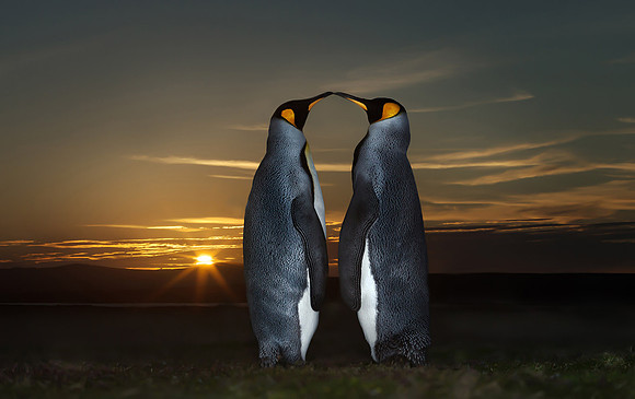 Close up of two King penguins at Sunset