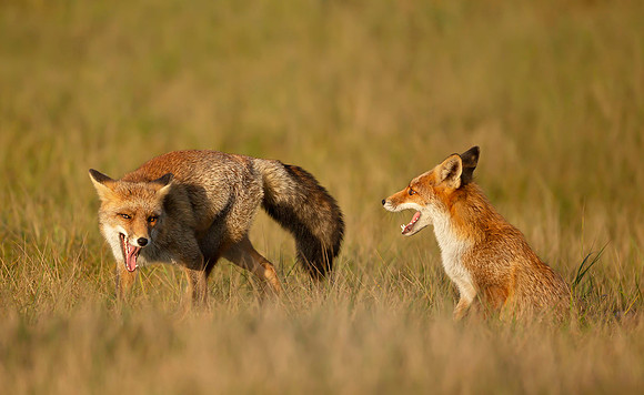 Playful Foxes