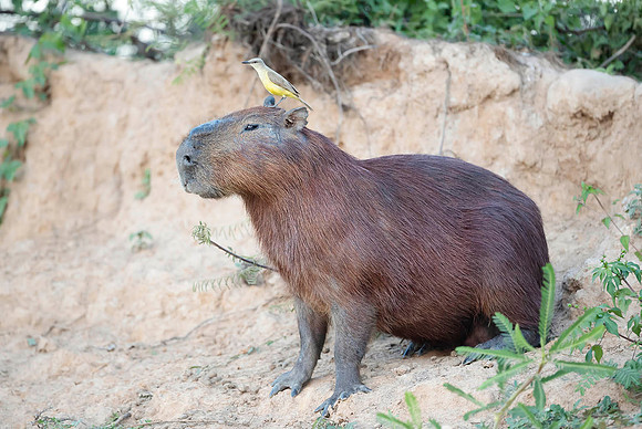 Capibara with a Cattle tyrant sitting on a back