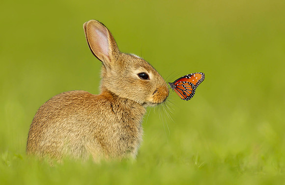 Rabbit and a Butterfly