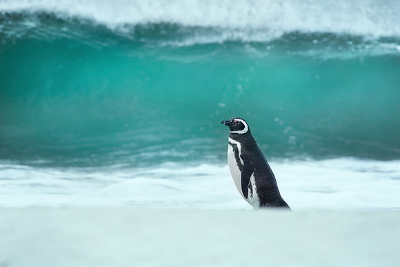 Magellanic Penguin in Sea