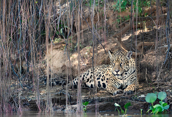 Jaguar in Pantanal, Brazil