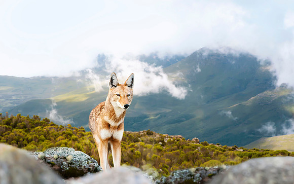Ethiopian Wolf, Ethiopia