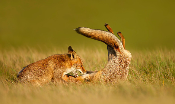 Playful Foxes