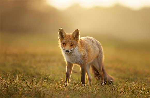 In the Morning Light